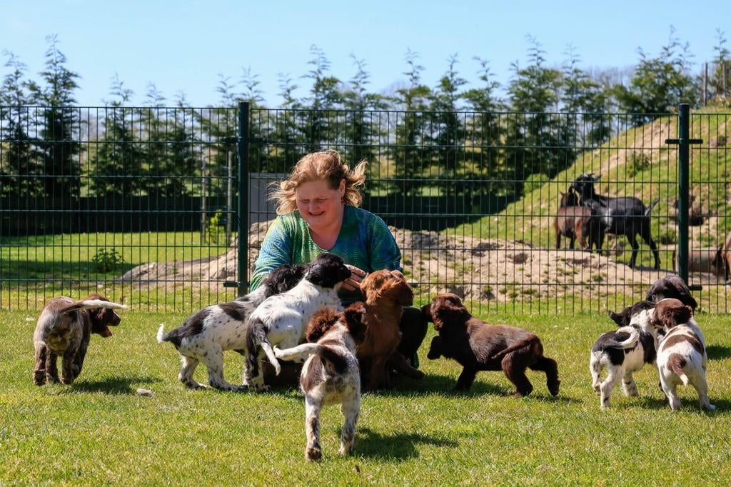 Prachtige Stabij  Cocker Spaniel pups, Parvo, Nederland, 8 tot 15 weken, Meerdere