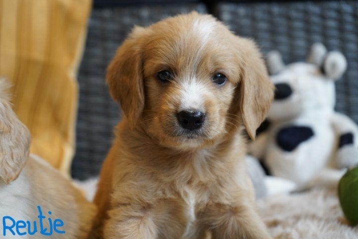 Mooie kruising labradoodle pups, lang en kortharig., Dieren en Toebehoren, Nederland, Parvo, Overige rassen, 8 tot 15 weken