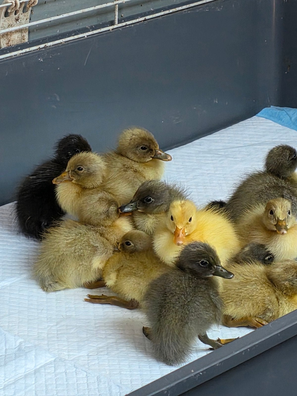 Raszuivere gesexte Indische loopeenden pulletjes, Meerdere dieren, Eend