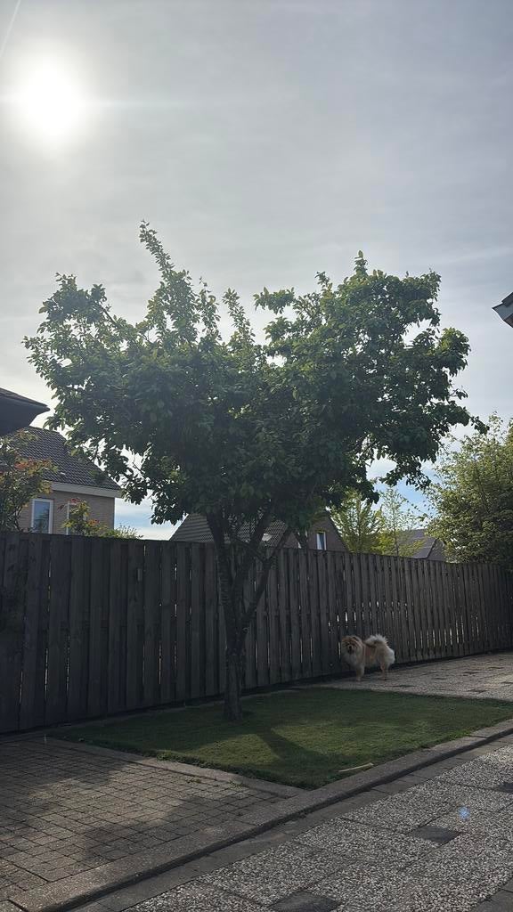 Pruimenboom boom hout gratis ophalen kappen, Ophalen, Halfschaduw, Overige soorten, Lente