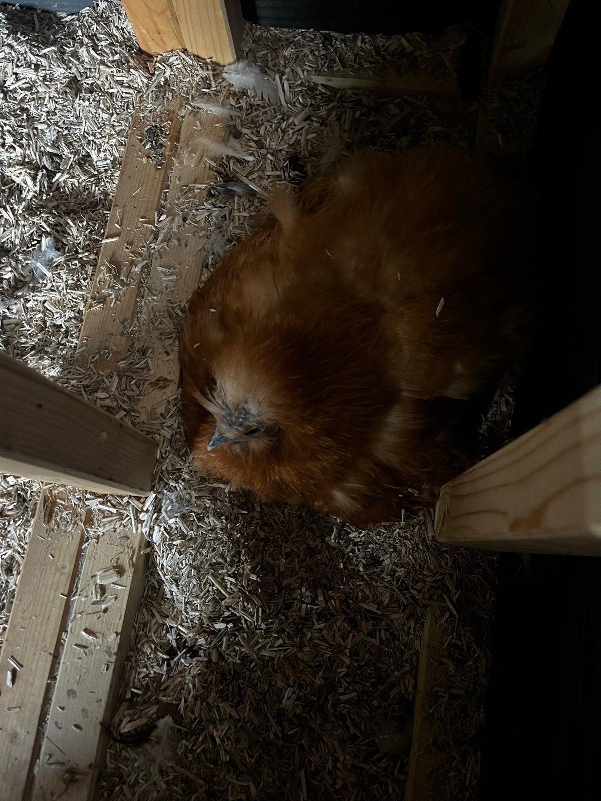 Jonge kriel kippen 2025 (aan de leg), Dieren en Toebehoren, Pluimvee, Kip