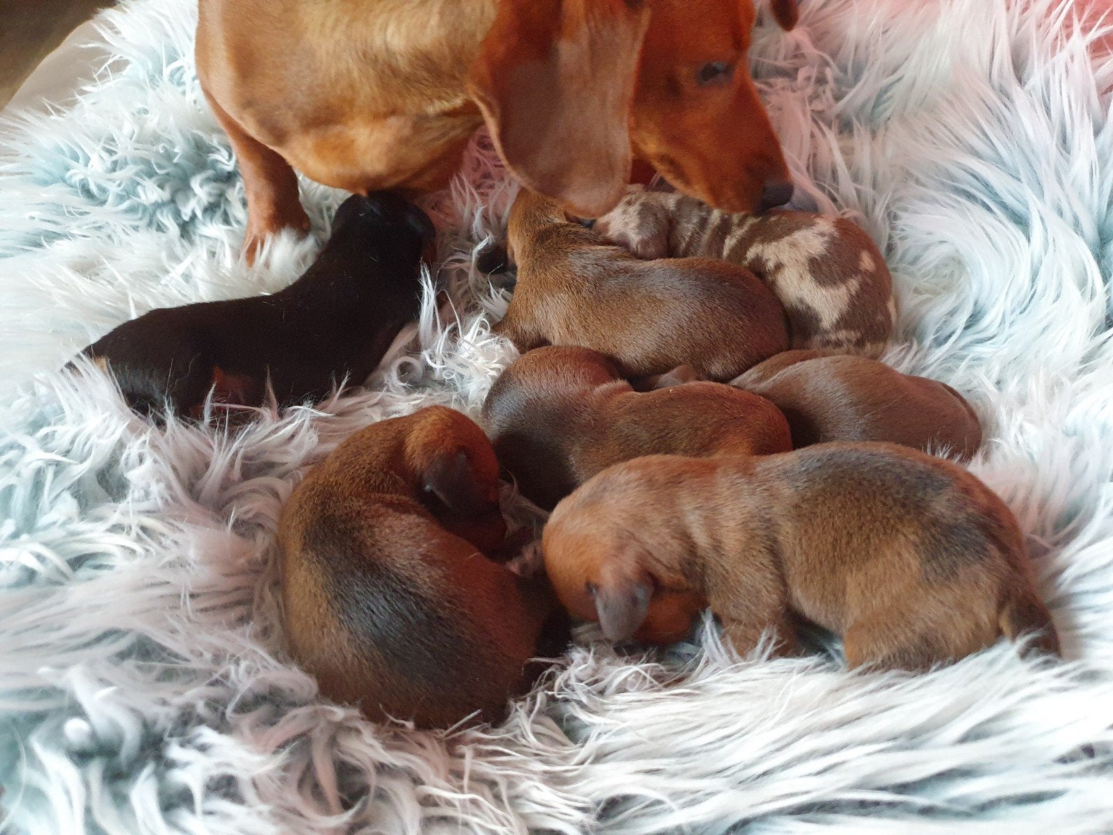 Knappe korthaar dwergteckels zoeken een warm gezinnetje., Dieren en Toebehoren, Parvo, 8 tot 15 weken, Korthaar, Dwerg