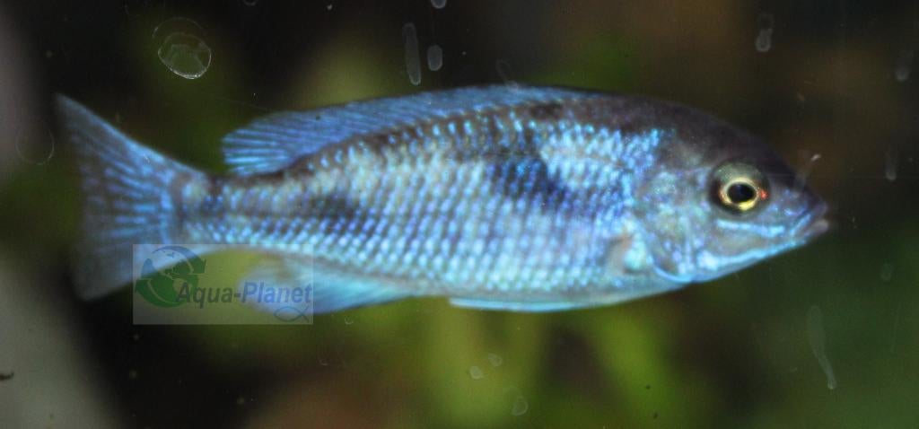 Dolfijn Cichlide, Dieren en Toebehoren, Vissen | Aquariumvissen, Vis, Zoetwatervis