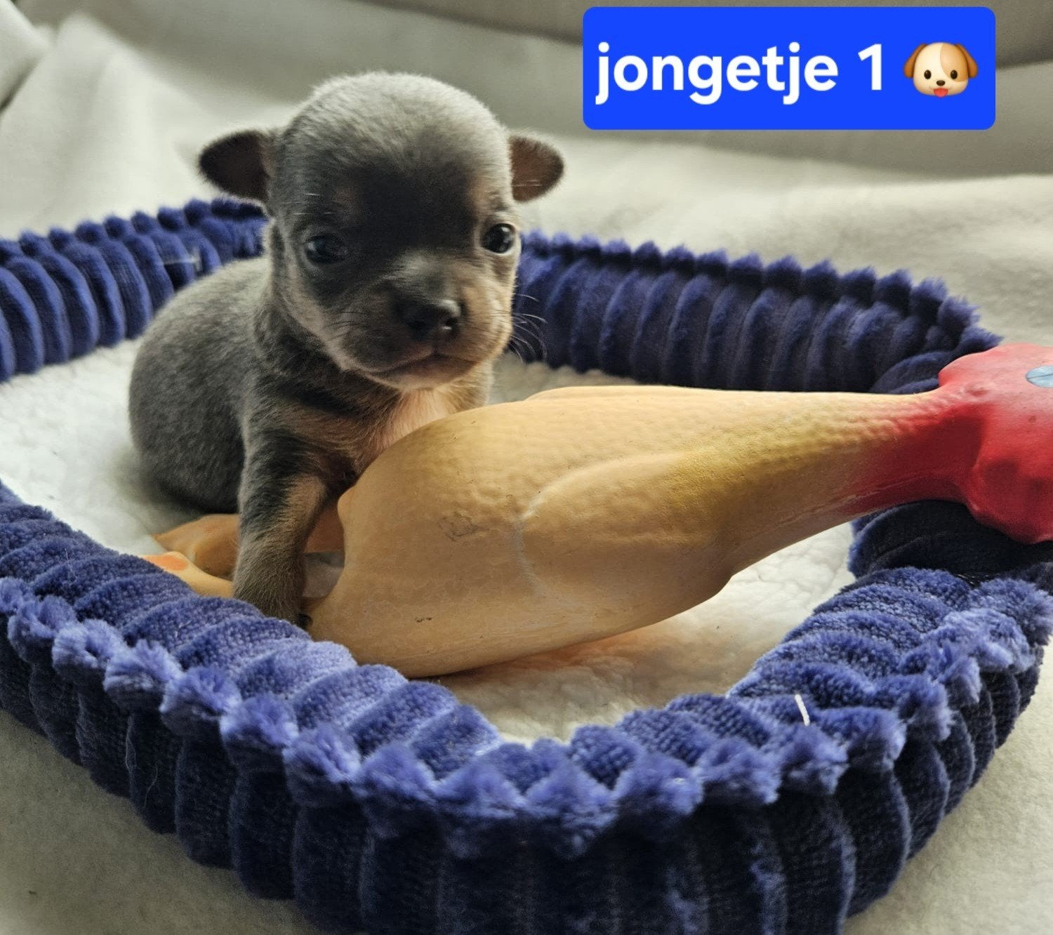 Prachtige chihuahua pups puppy's raszuiver bijzondere kleur, Reu, 8 tot 15 weken, Parvo, Meerdere