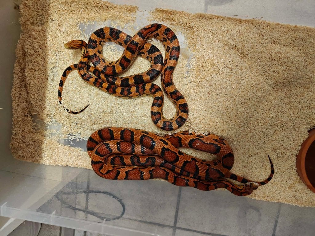 Rattenslang abbotts okeetee Rat Snake photo 2
