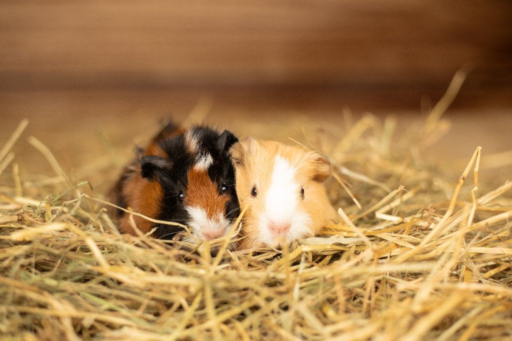 Cavia zeugjes | Gezonde dieren | Jonge cavia's