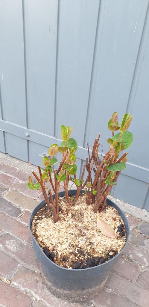 Mooie Hertshooi struiken., Ophalen, Overige soorten, Volle zon