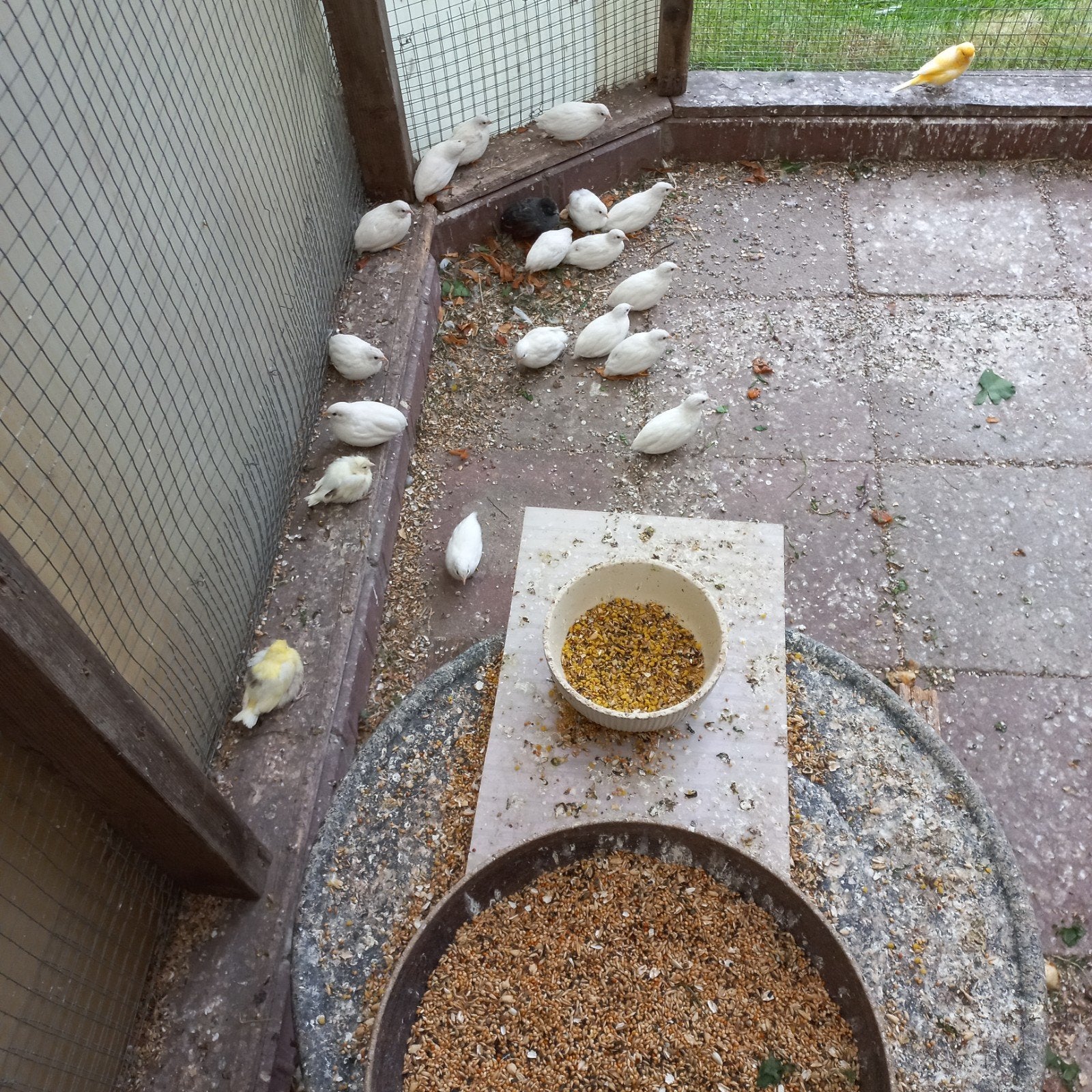 Te koop chinese dwergkwartels, Meerdere dieren