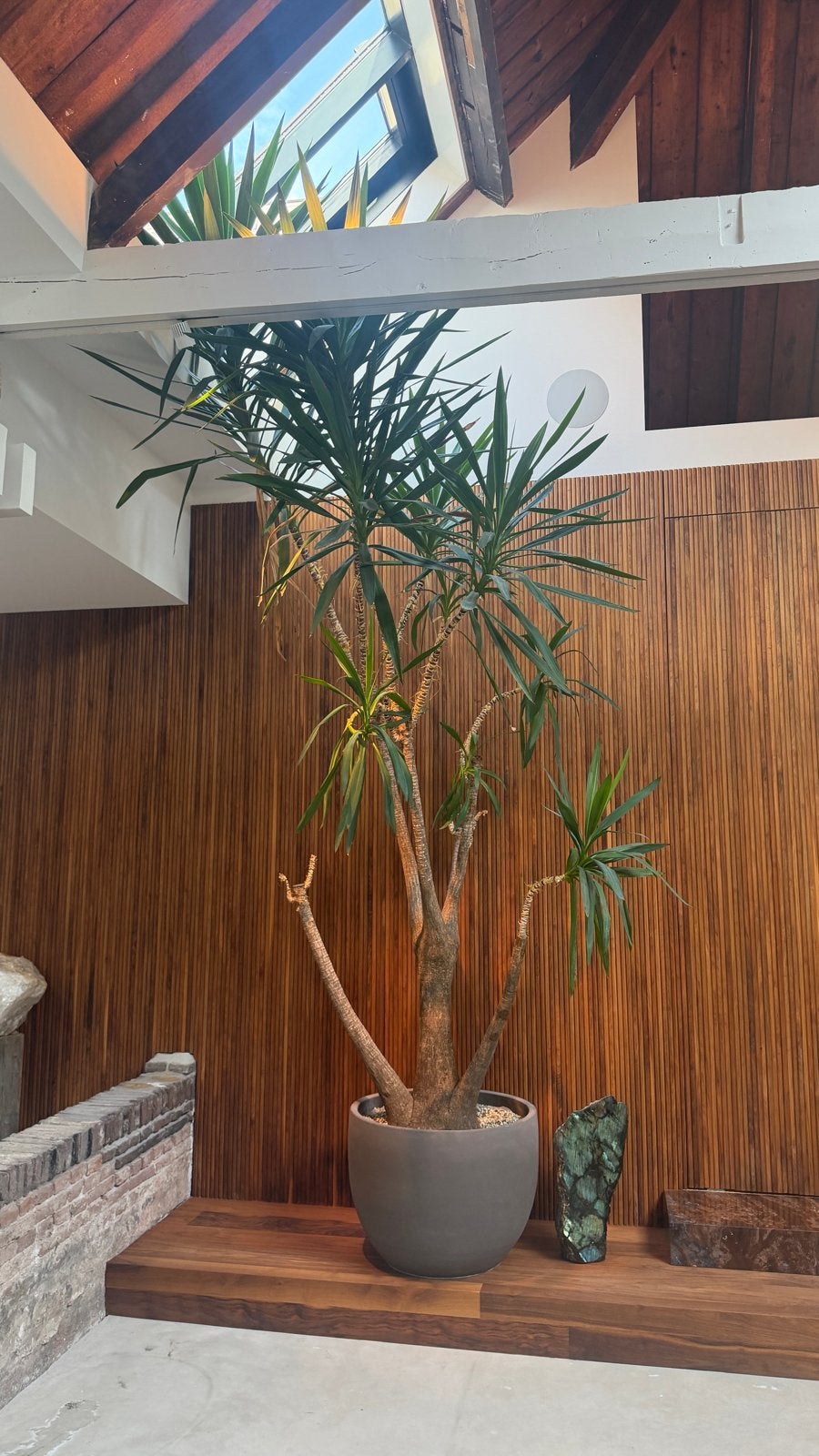 Gigantische Yucca Boom met Pot - 375 cm hoog, Tuin en Terras, Volle zon, Vaste plant, Bloeit niet, Ophalen
