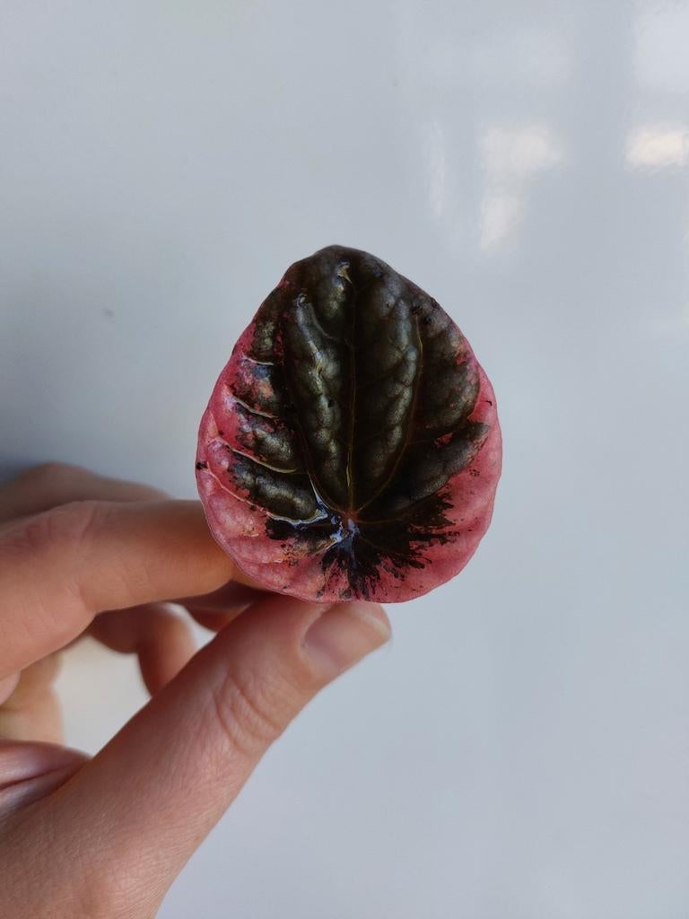 Verschillende peperomia stekken te koop., Ophalen of Verzenden, Halfschaduw, Minder dan 100 cm