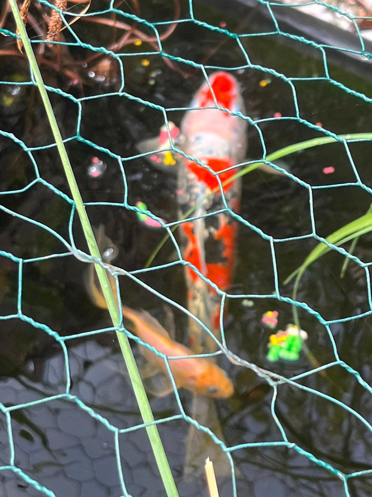 Koi karper schitterend model, Dieren en Toebehoren, Vissen | Vijvervissen, Karper of Koi