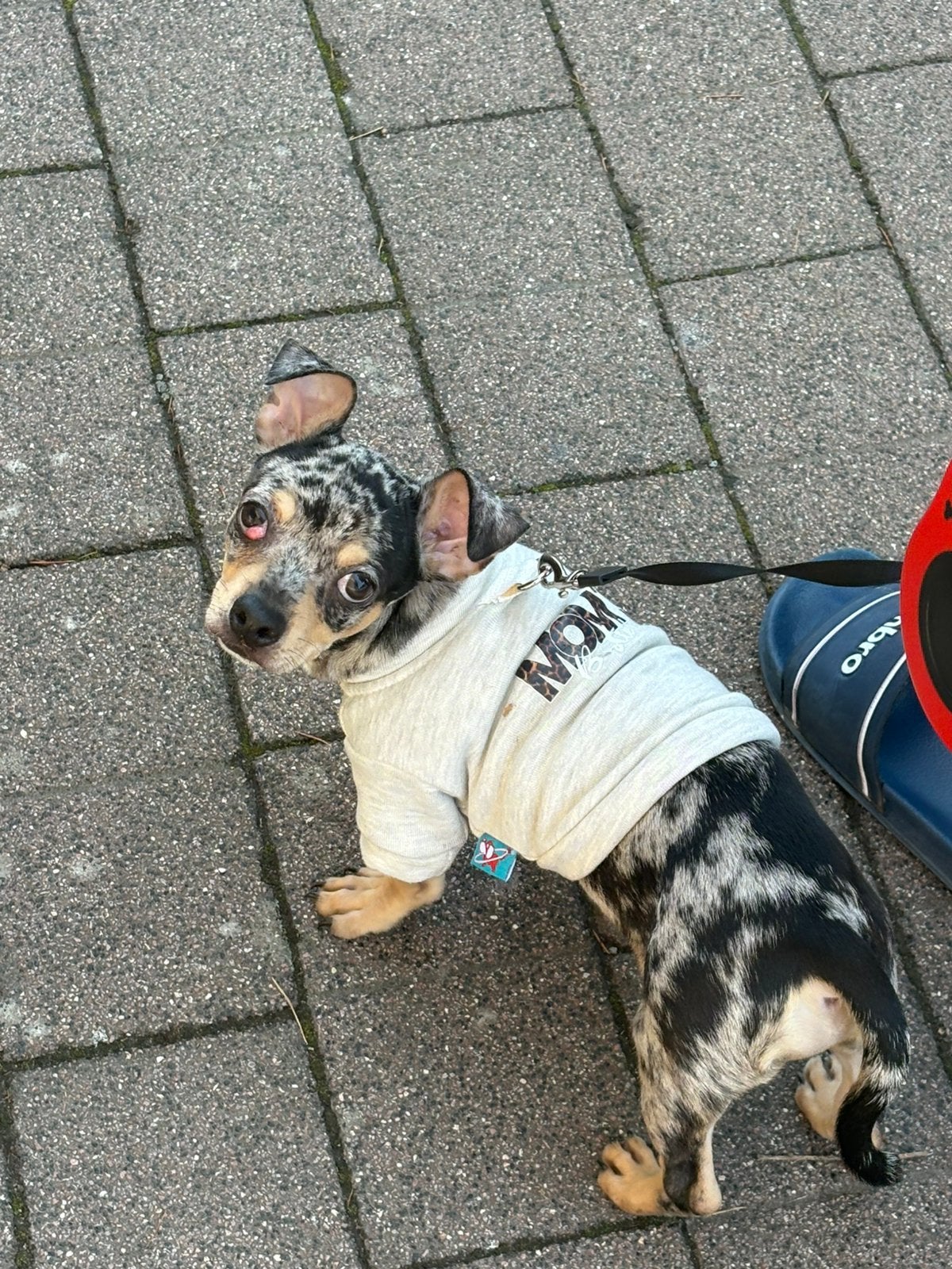 Chihuahua pup 5 maanden, Reu, Eén hond, Chihuahua, Nederland