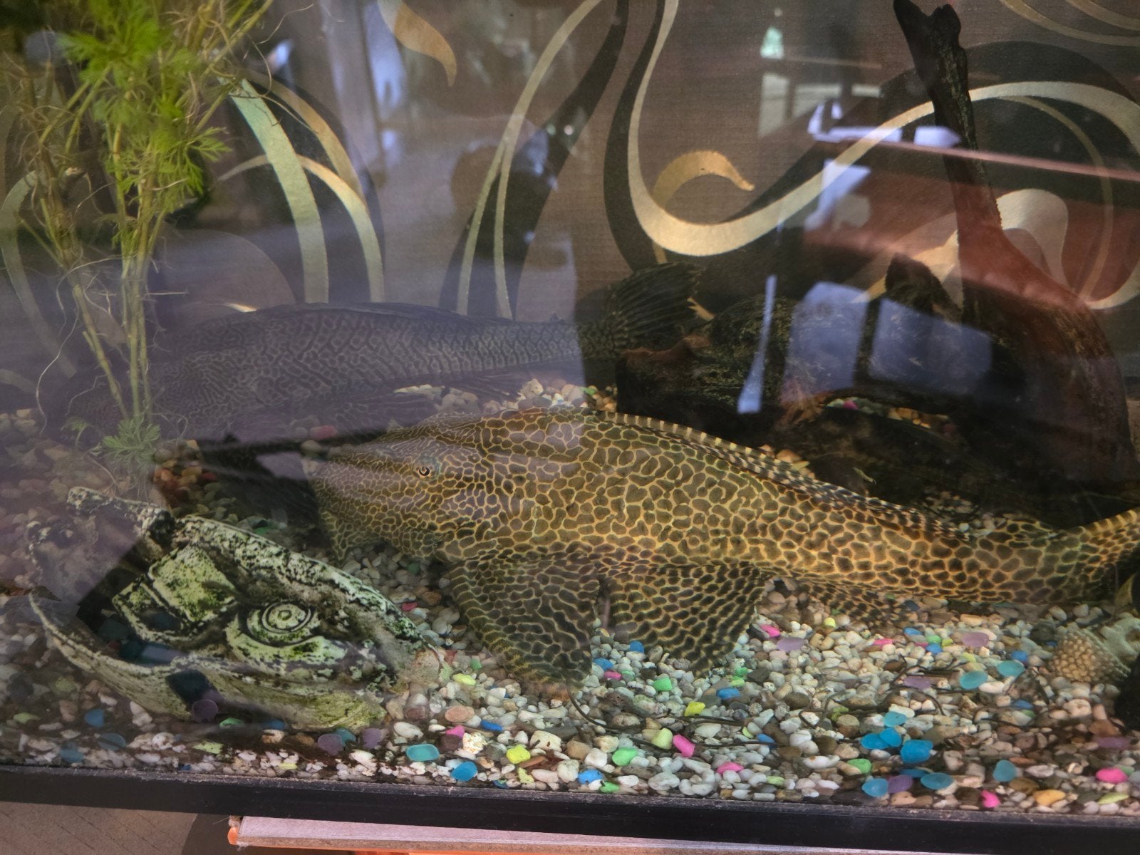 Pleco, Dieren en Toebehoren, Vissen | Aquariumvissen, Vis, Zoetwatervis