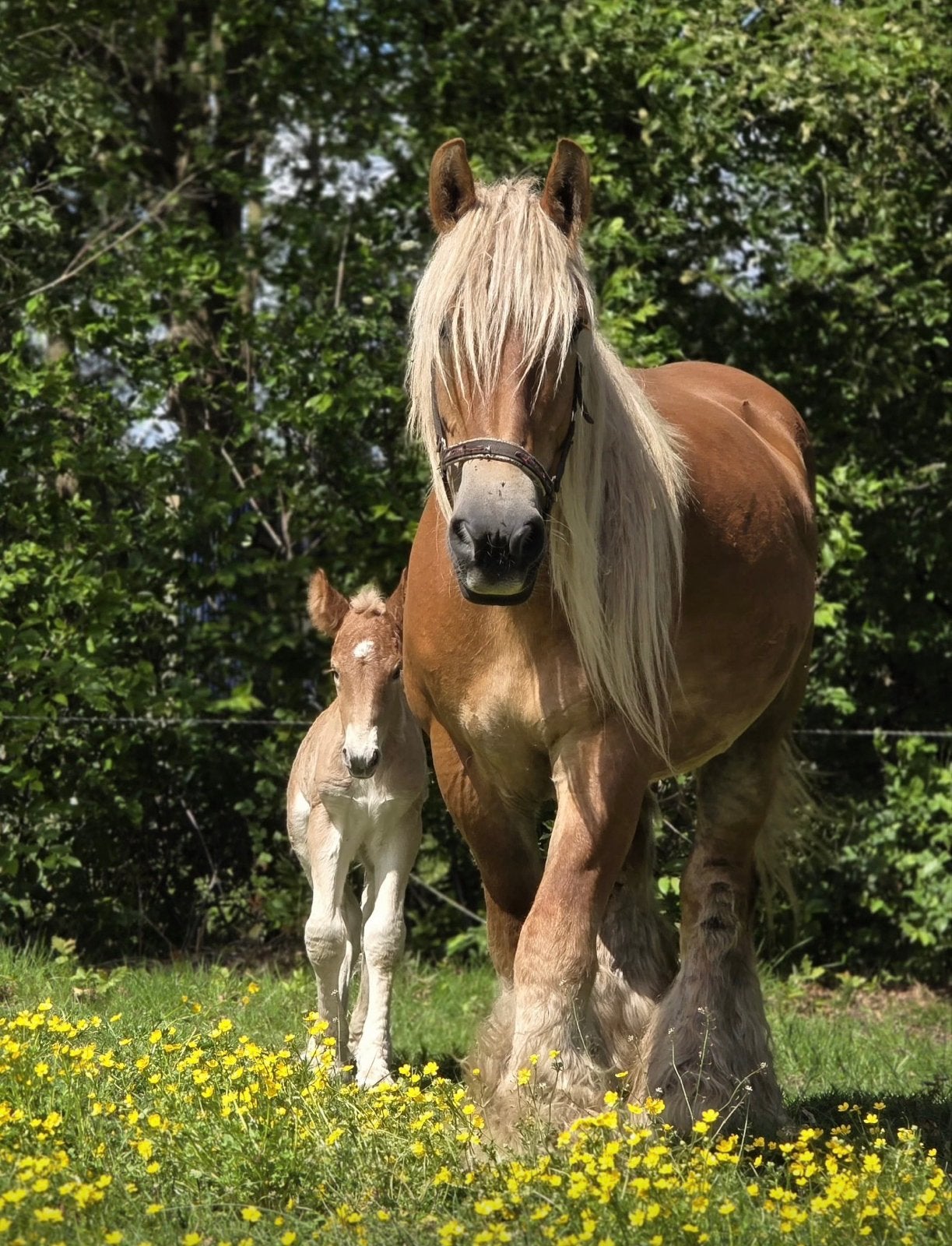 Trekpaard dragend 2027 en veulen, Dieren en Toebehoren, Met stamboom, Tuigpaard, Onbeleerd, Meerdere dieren