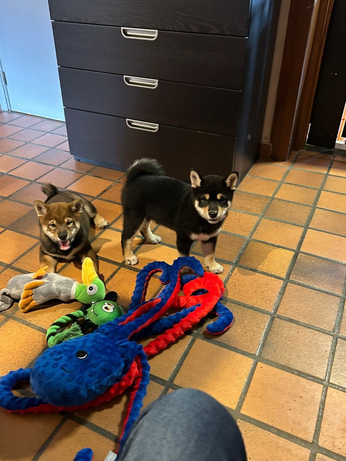 Shiba inu black and tan teefje - 8 weekjes, CDV (hondenziekte), België, Fokker | Hobbymatig, Overige rassen