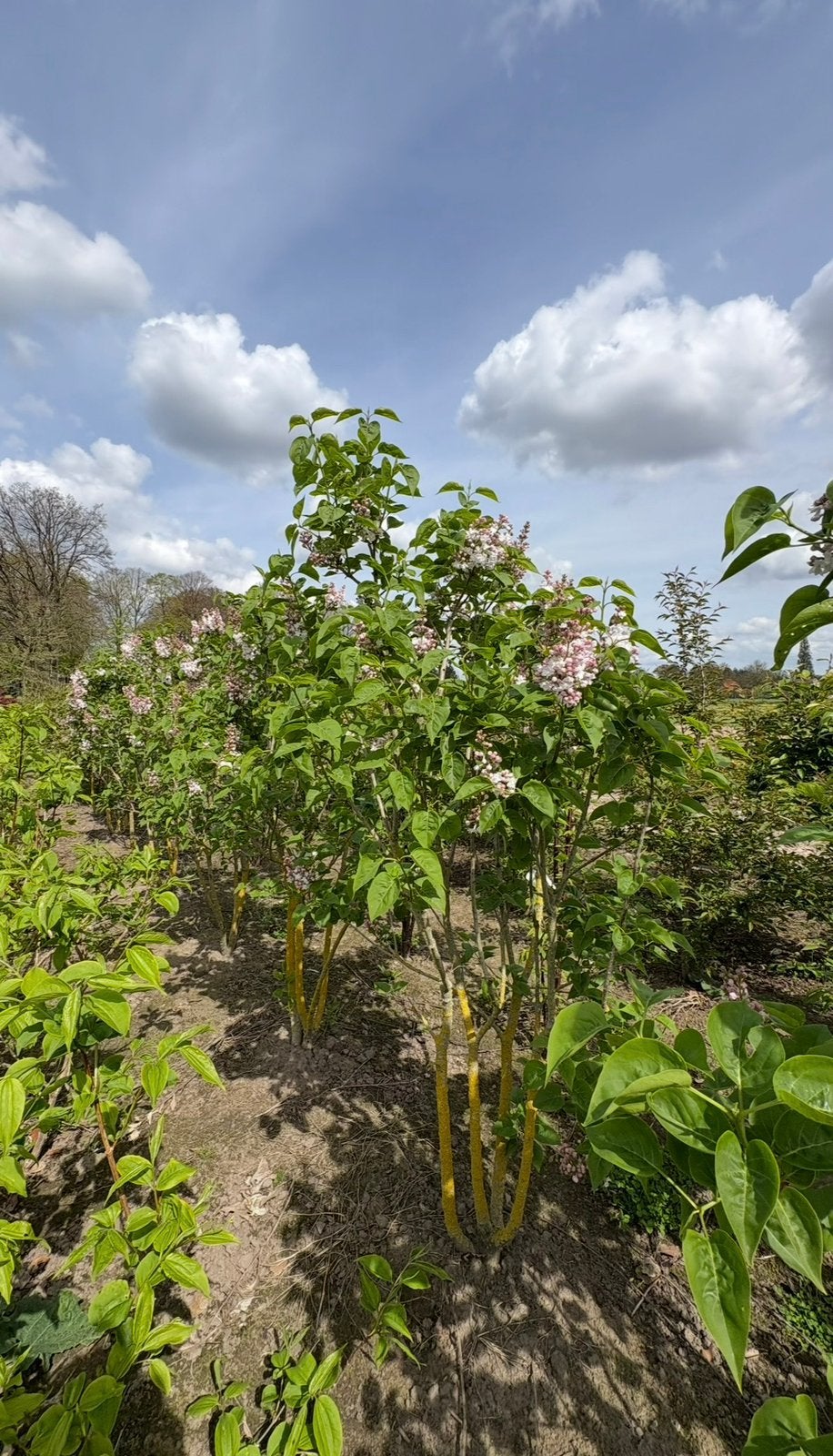 Meerstammige - Sering ( Syringa ) in sooten en maten, Tuin en Terras, Ophalen of Verzenden, Lente, Volle zon, Overige soorten