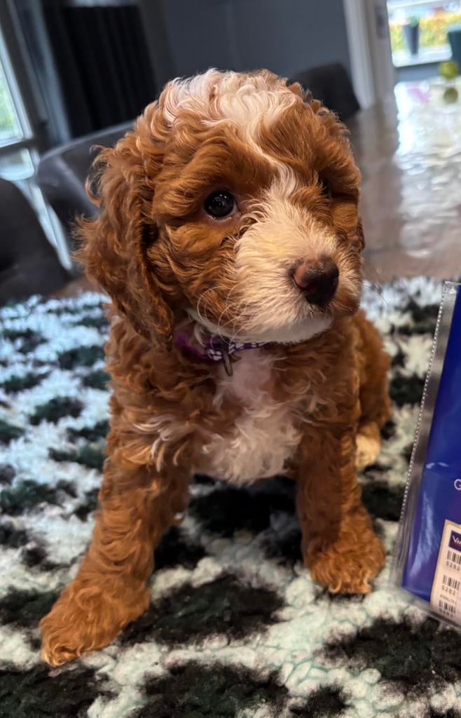 Nestaankondiging cockapoo pups, Overige rassen, 8 tot 15 weken, Parvo, Meerdere
