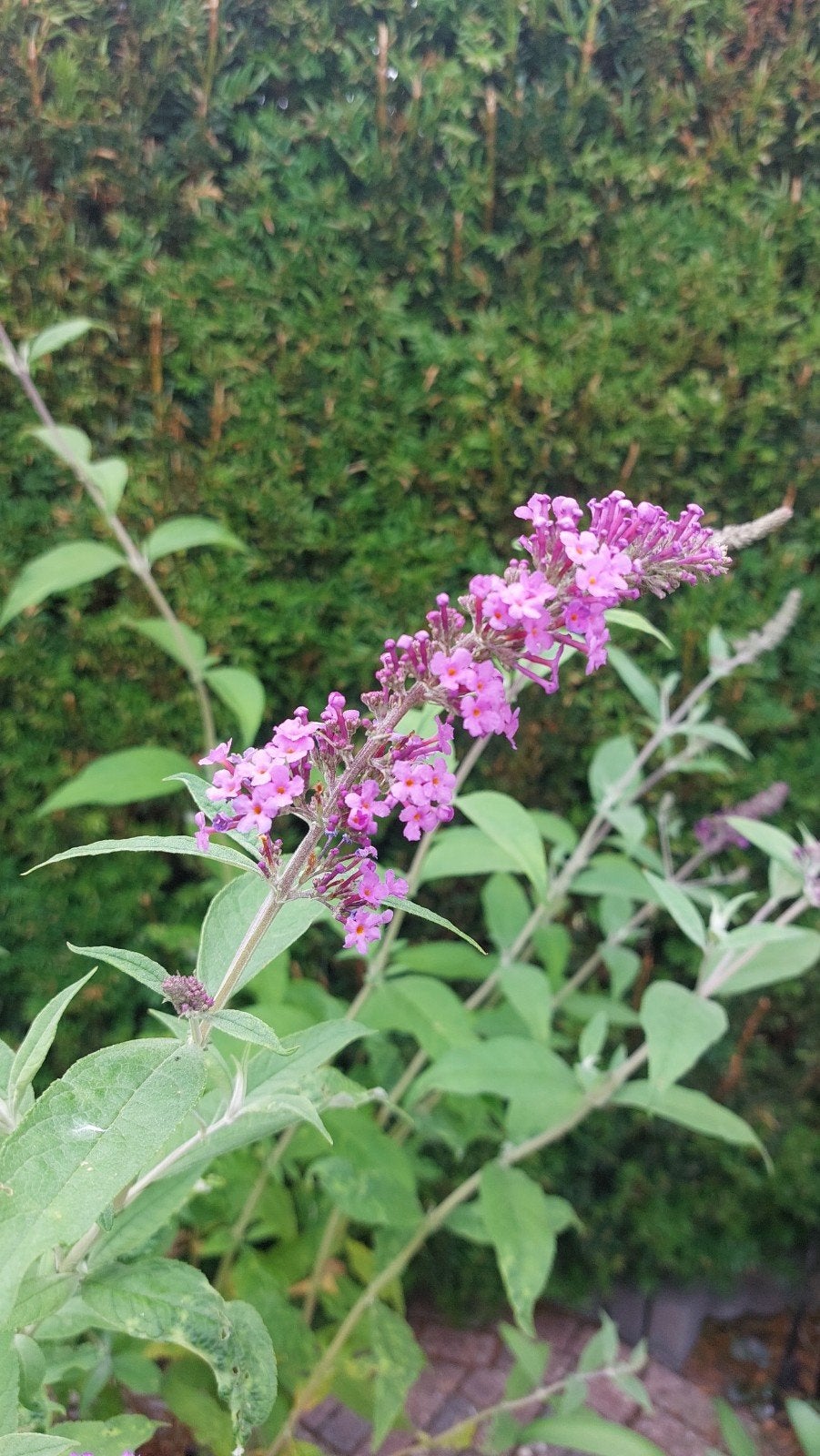 Vlinderstruik - Buddleja davidii, Volle zon, Vaste plant, Zomer, Ophalen