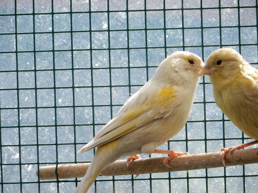 kanaries, Dieren en Toebehoren, Meerdere dieren, Kleurkanarie