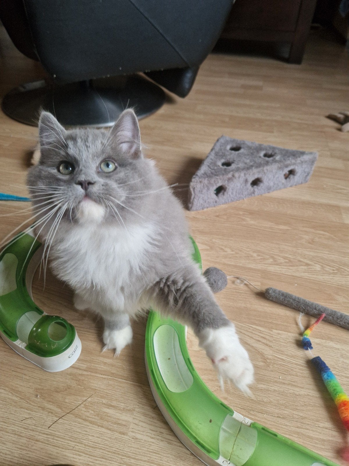ragdoll kitten mag direct mee, stamboom &  geteste  ouder, Meerdere dieren, Met stamboom, 0 tot 2 jaar