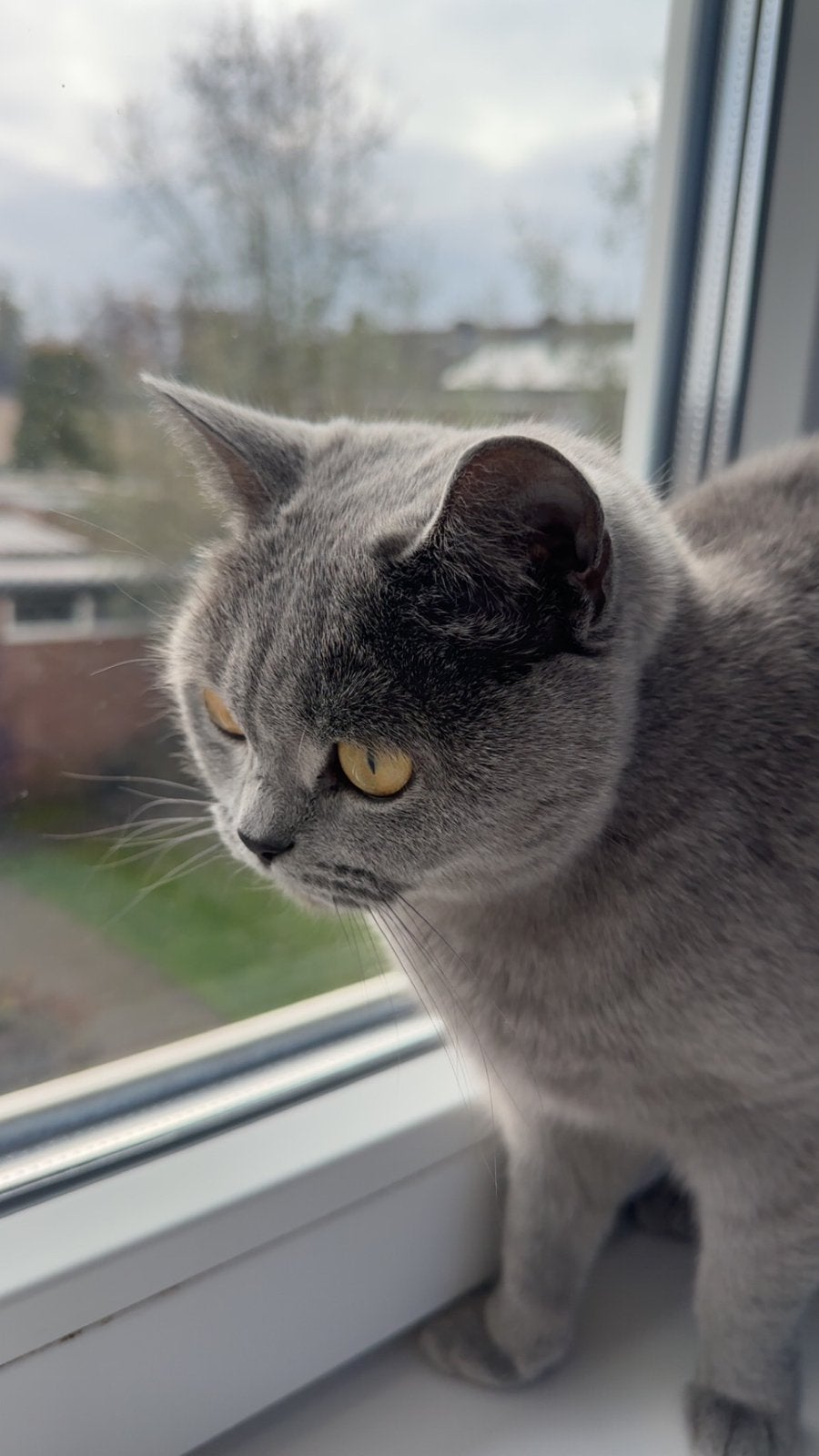 Te Koop: lieve Britse korthaar, Dieren en Toebehoren, 3 tot 5 jaar