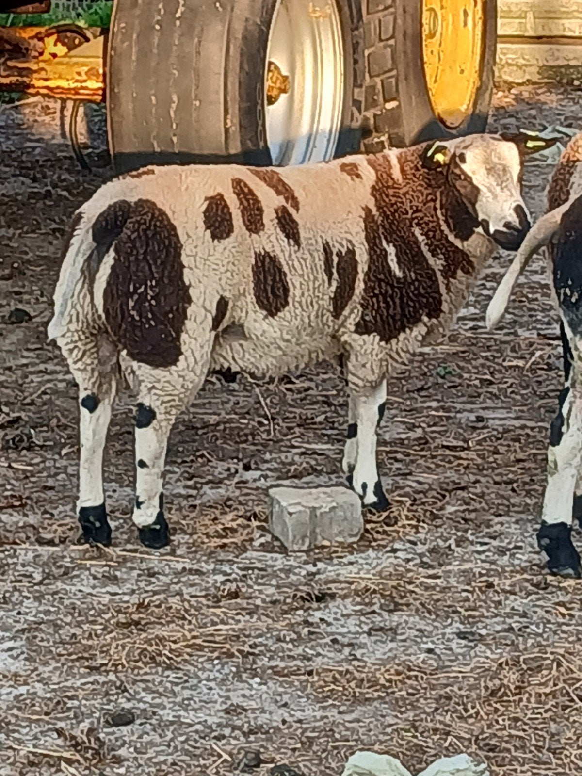 Bonte  Rammen, Dieren en Toebehoren, Mannelijk, Schaap