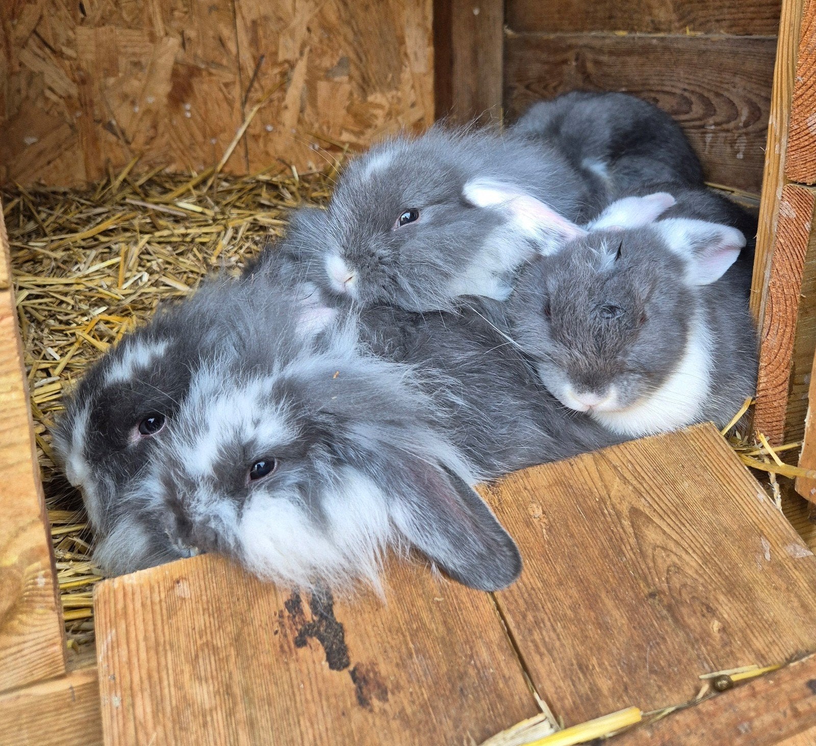 Tamme NHD hangoor babykonijntjes grijs/wit, Dieren en Toebehoren, Meerdere dieren, Klein
