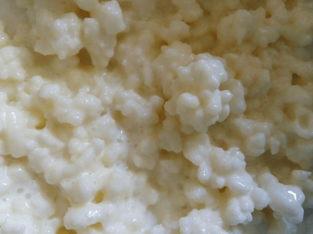 Kefir korrels biologisch, Ophalen
