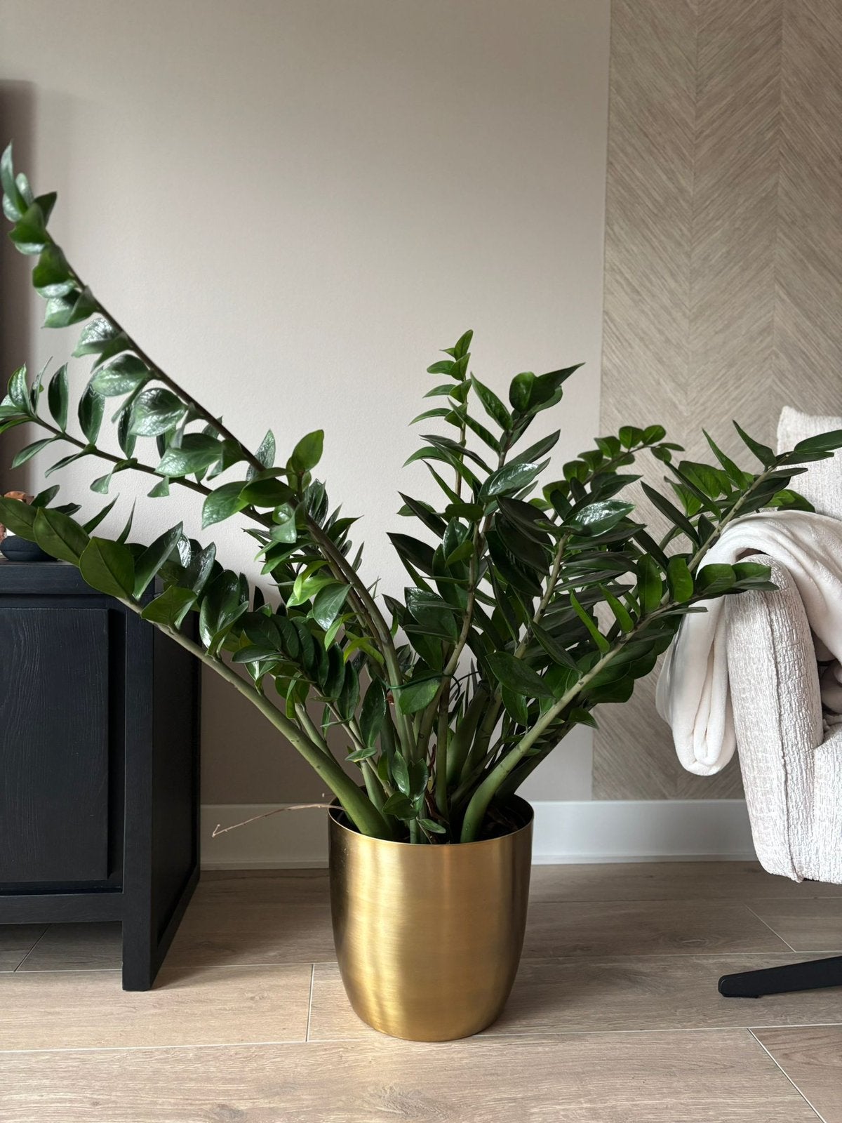 Zamioculcas exlcusief pot, Huis en Inrichting, Kamerplanten, Ophalen, Vetplant, Halfschaduw, Minder dan 100 cm