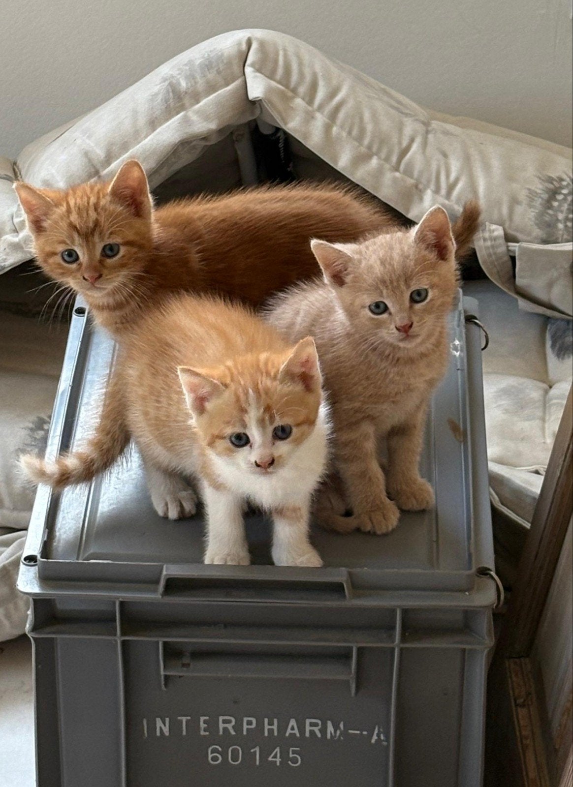 Prachtige kittens te koop!, Dieren en Toebehoren, Katten en Kittens | Overige Katten, Meerdere dieren