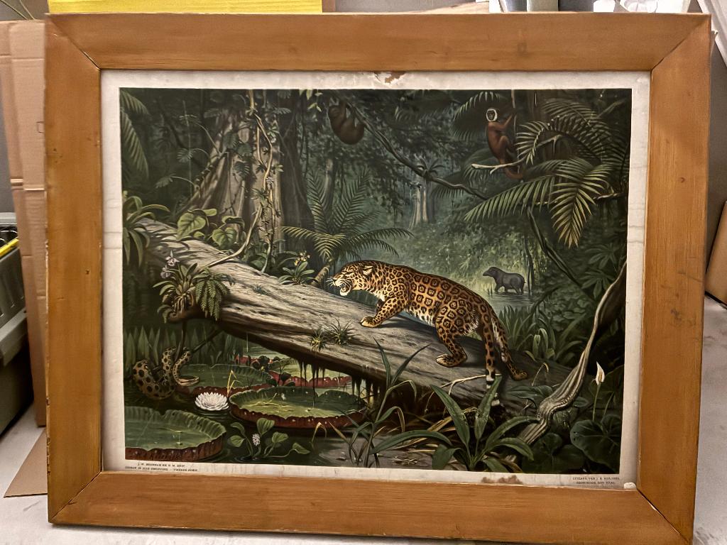 Schoolplaat met lijst. ‘In het Braziliaanse woud’, Antiek en Kunst, Antiek | Schoolplaten, Ophalen of Verzenden, Natuur en Biologie