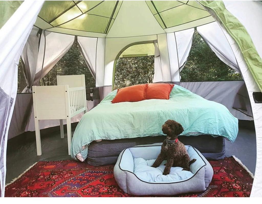 Ruime tent te koop, Ophalen, Tot en met 4