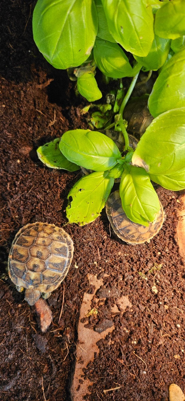 prachtige jonge landschildpadden Tortoise photo 7