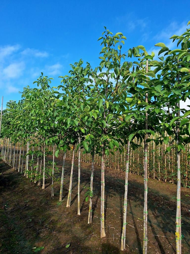 Juglans regia (Walnotenboom)🌿, Ophalen, Volle zon, Overige soorten