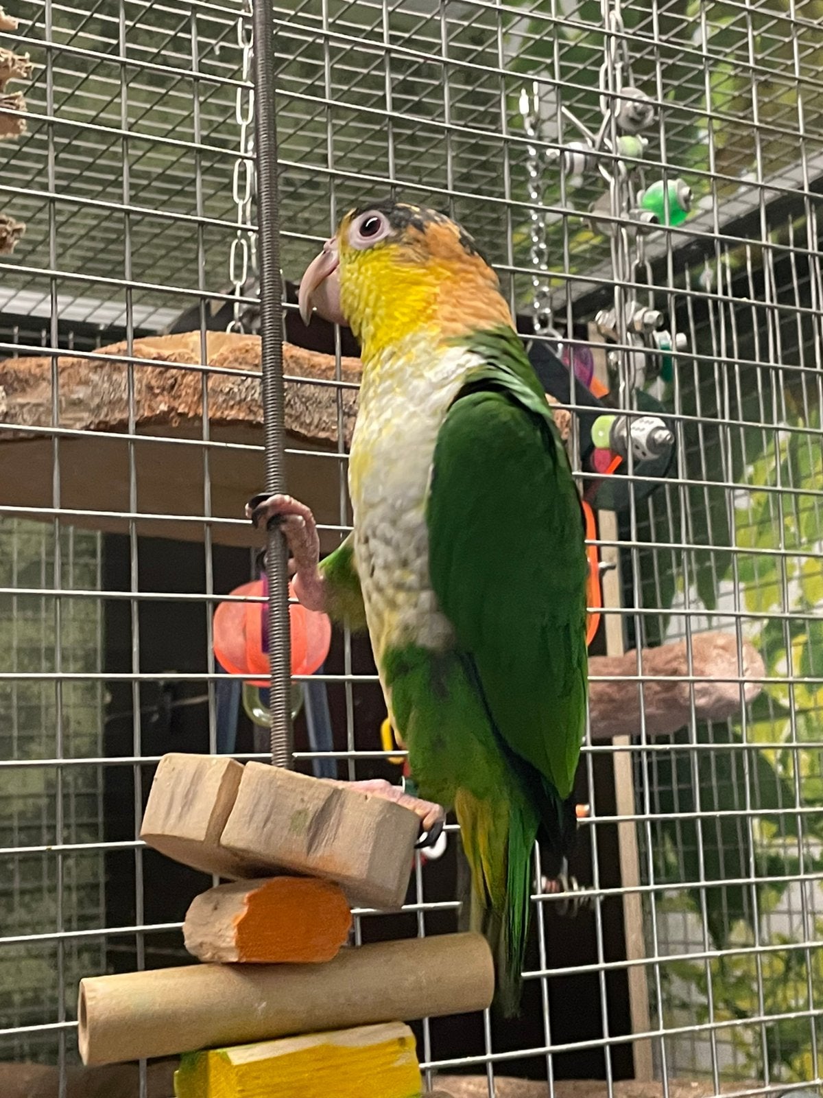 Groendij caique, Dieren en Toebehoren, Vrouwelijk, Papegaai, Tam