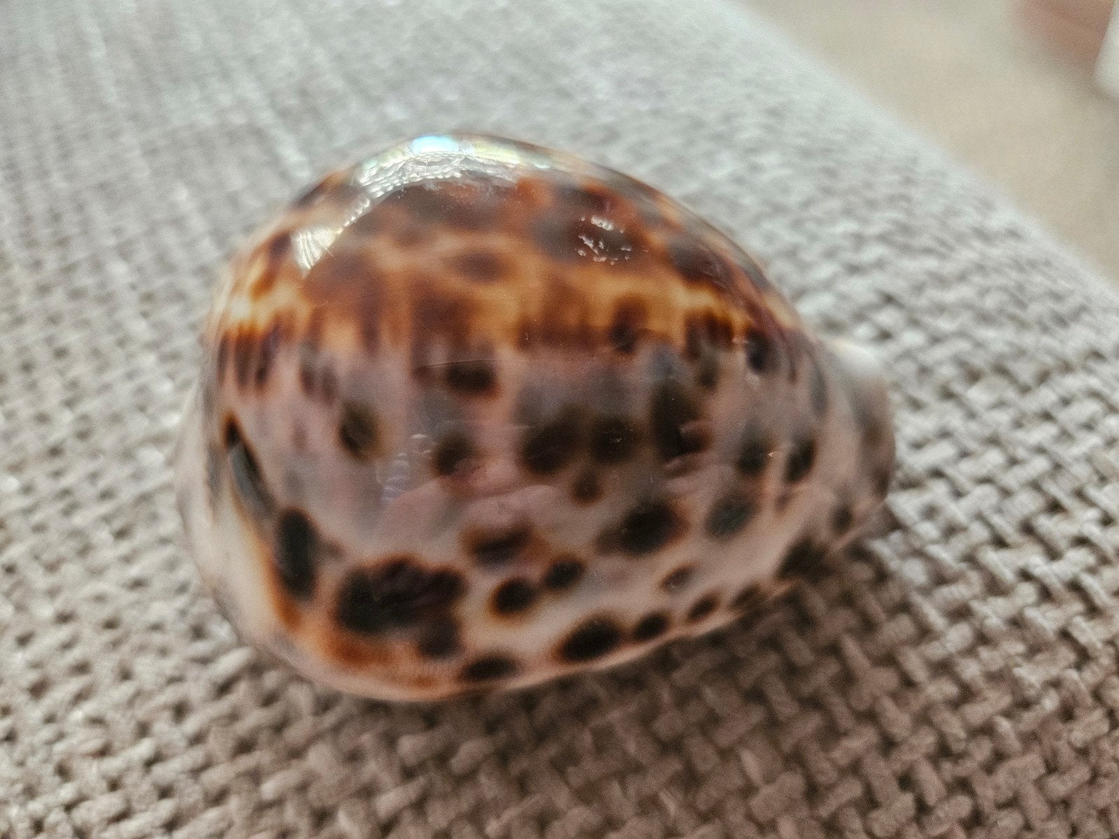 tijger kauri schelp - decoratie, Ophalen of Verzenden