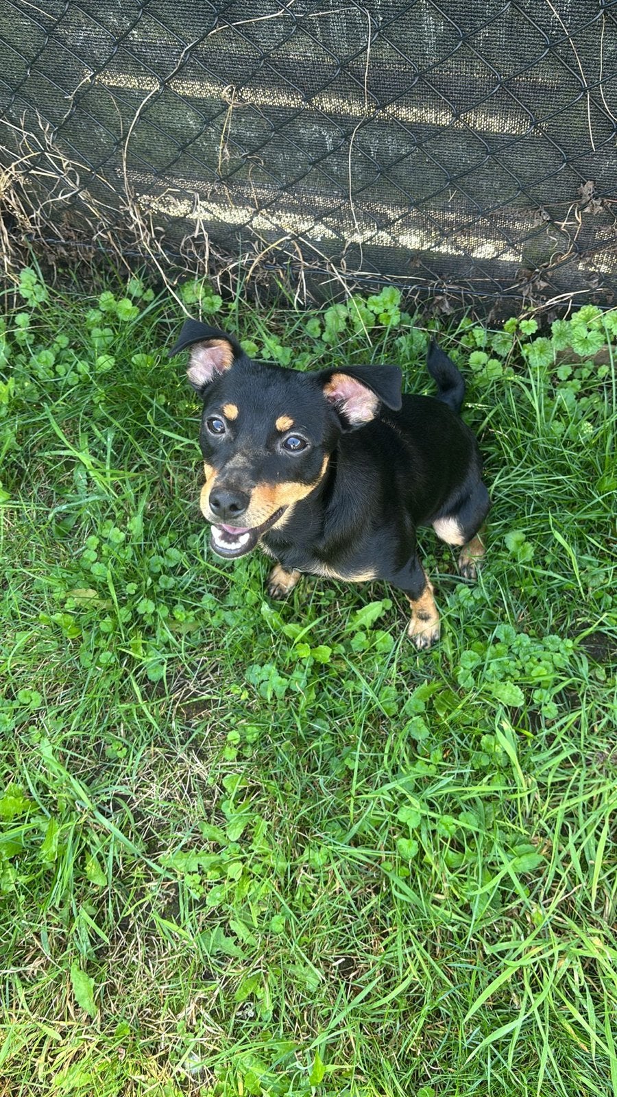 Pincher x jack russel puppy, Dieren en Toebehoren, Parvo, België, Particulier, 8 tot 15 weken
