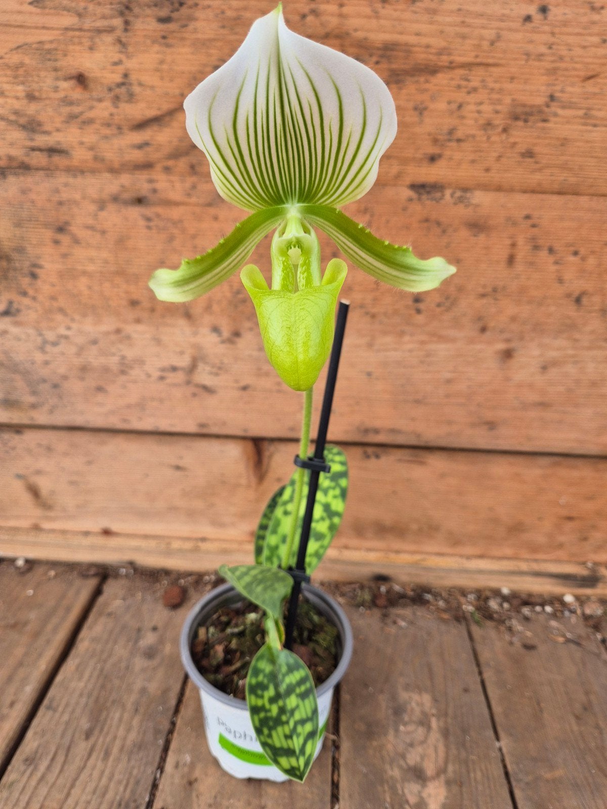 Orchidee Paphiopedilum p9 (6)