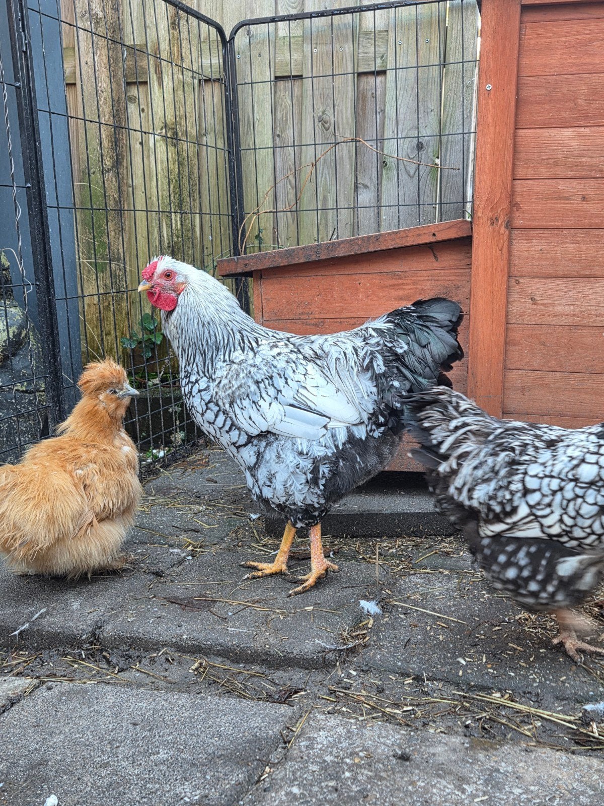 Lieve Wyandotte haan, Dieren en Toebehoren, Mannelijk, Kip