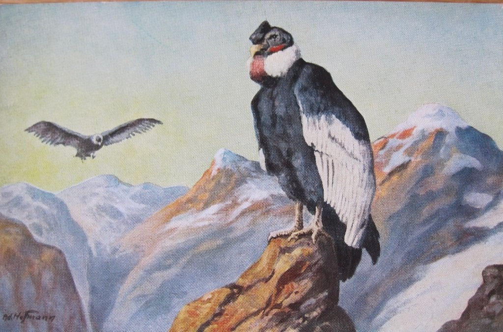 nieuwe ansichtkaart met een Andes Condor, Ophalen of Verzenden, 1960 tot 1980, Ongelopen, Vogel