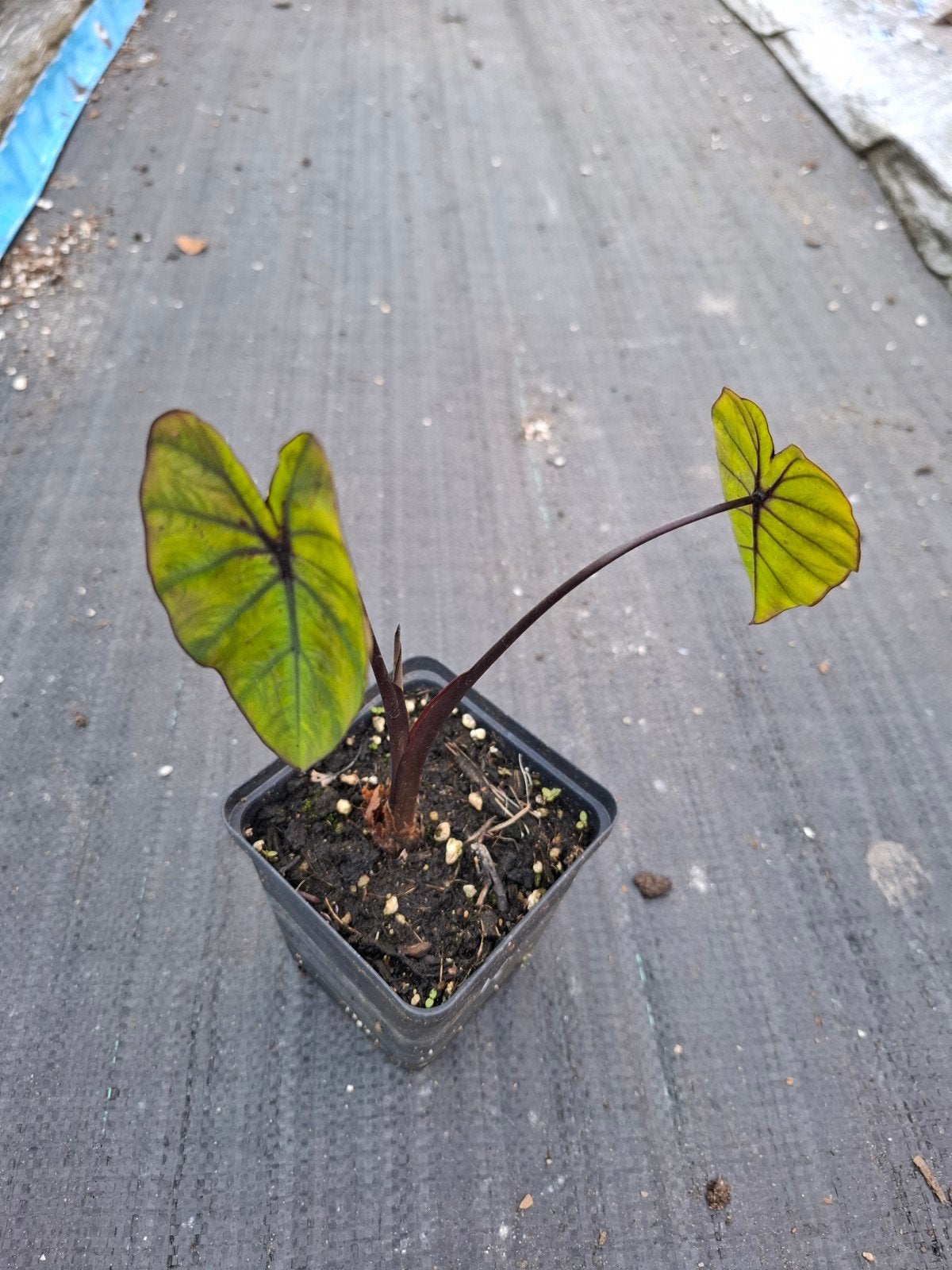 24 Colocasia voor maar 50 euro, Ophalen of Verzenden, Overige soorten, Volle zon