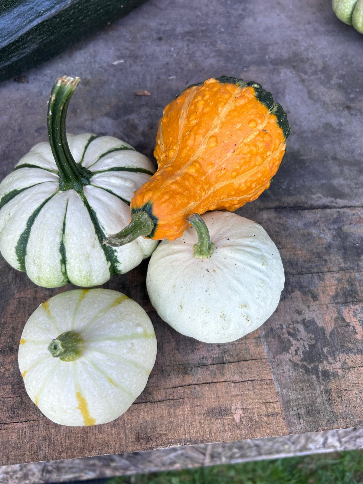Kalebassen en Sierpompoenen - Diverse Soorten, Ophalen, Herfst, Overige soorten
