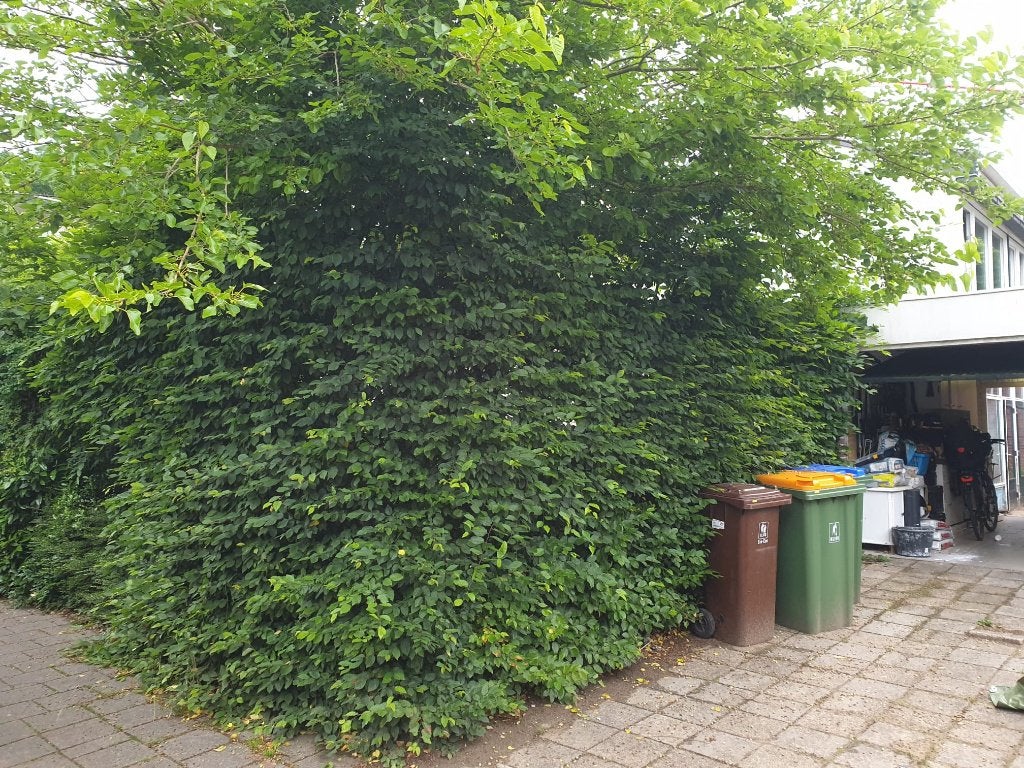 Beukenhaag 7m, Tuin en Terras, Volle zon, Vaste plant, Bloeit niet, Ophalen