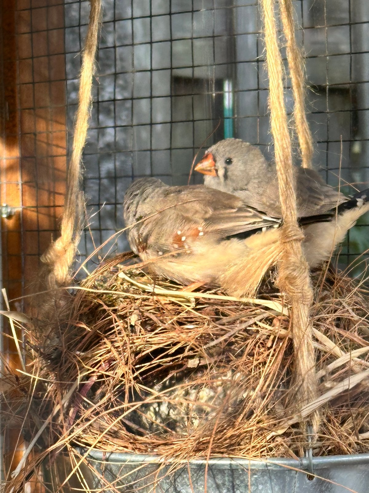 Twee Zebravinken te koop of ruil, Dieren en Toebehoren, Vogels | Overige Vogels, Meerdere dieren, Tropenvogel