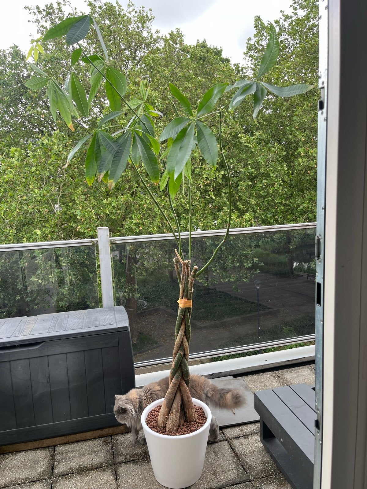 Gevlochten Pachira Aquatica - Geldboom, Overige soorten, Vaste plant, Ophalen of Verzenden, Bloeit niet