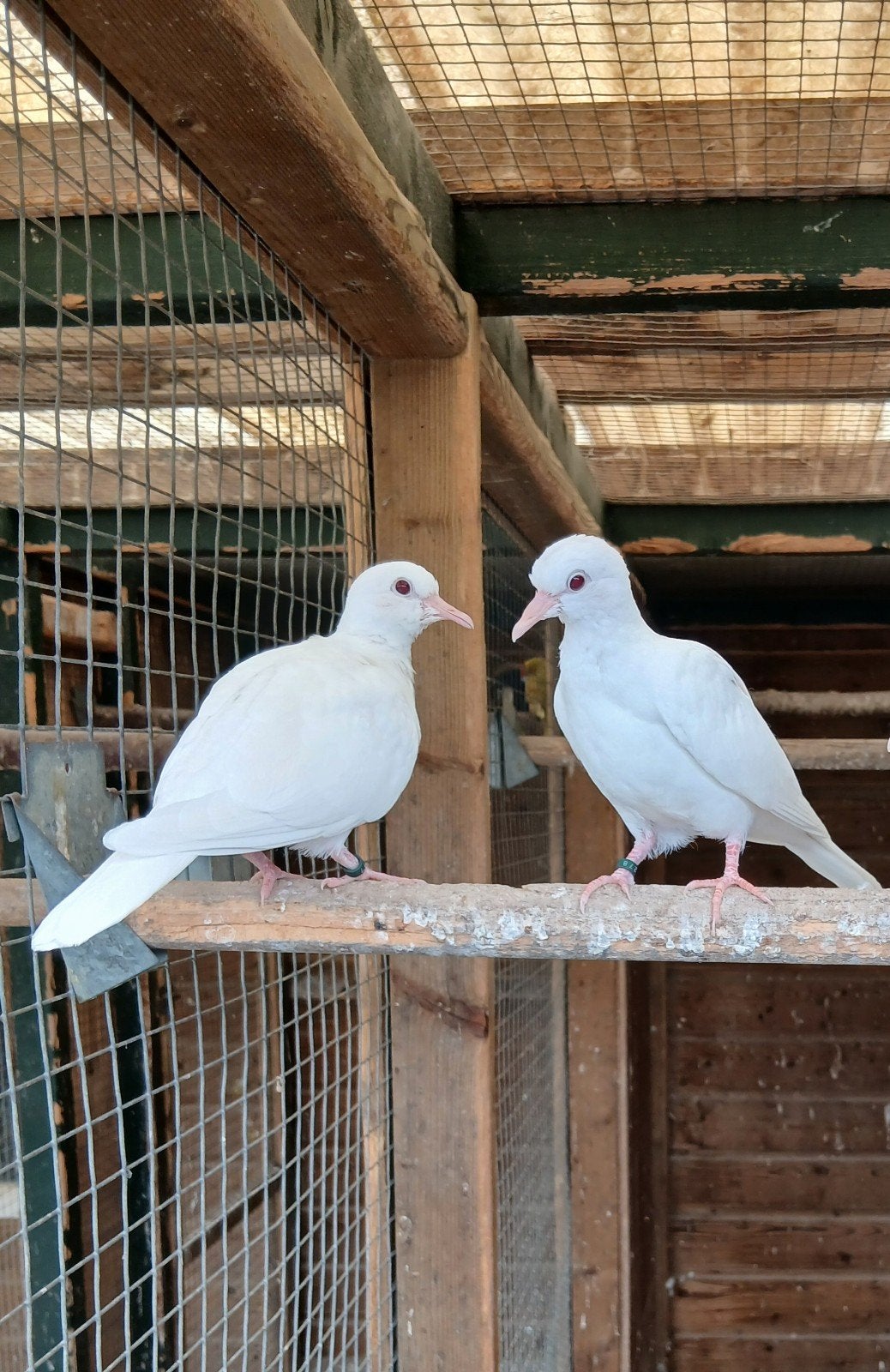 Te koop een jong koppel witte tortel duiven, Meerdere dieren, Overige soorten