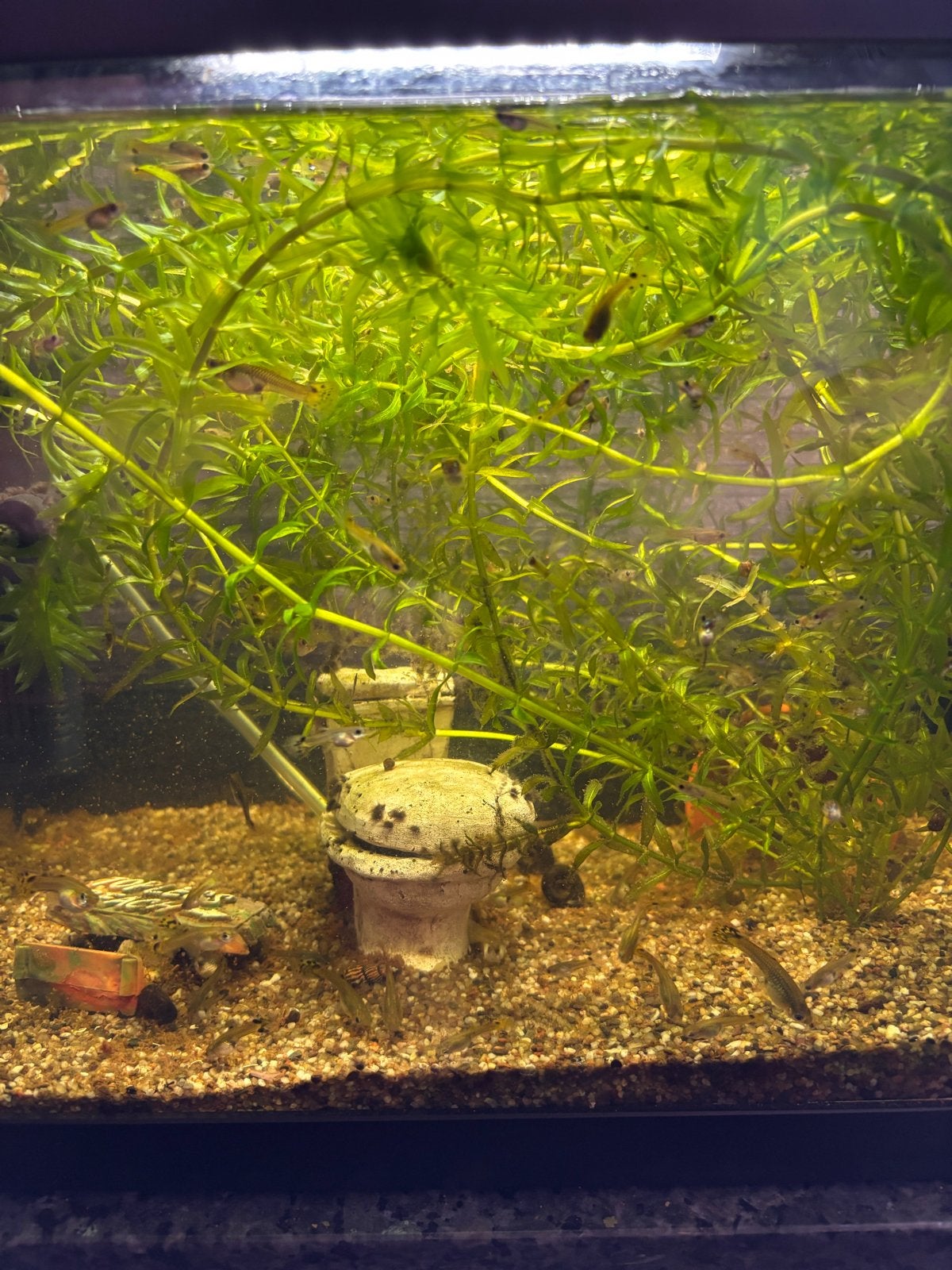 Guppy vrouw, Dieren en Toebehoren, Vis