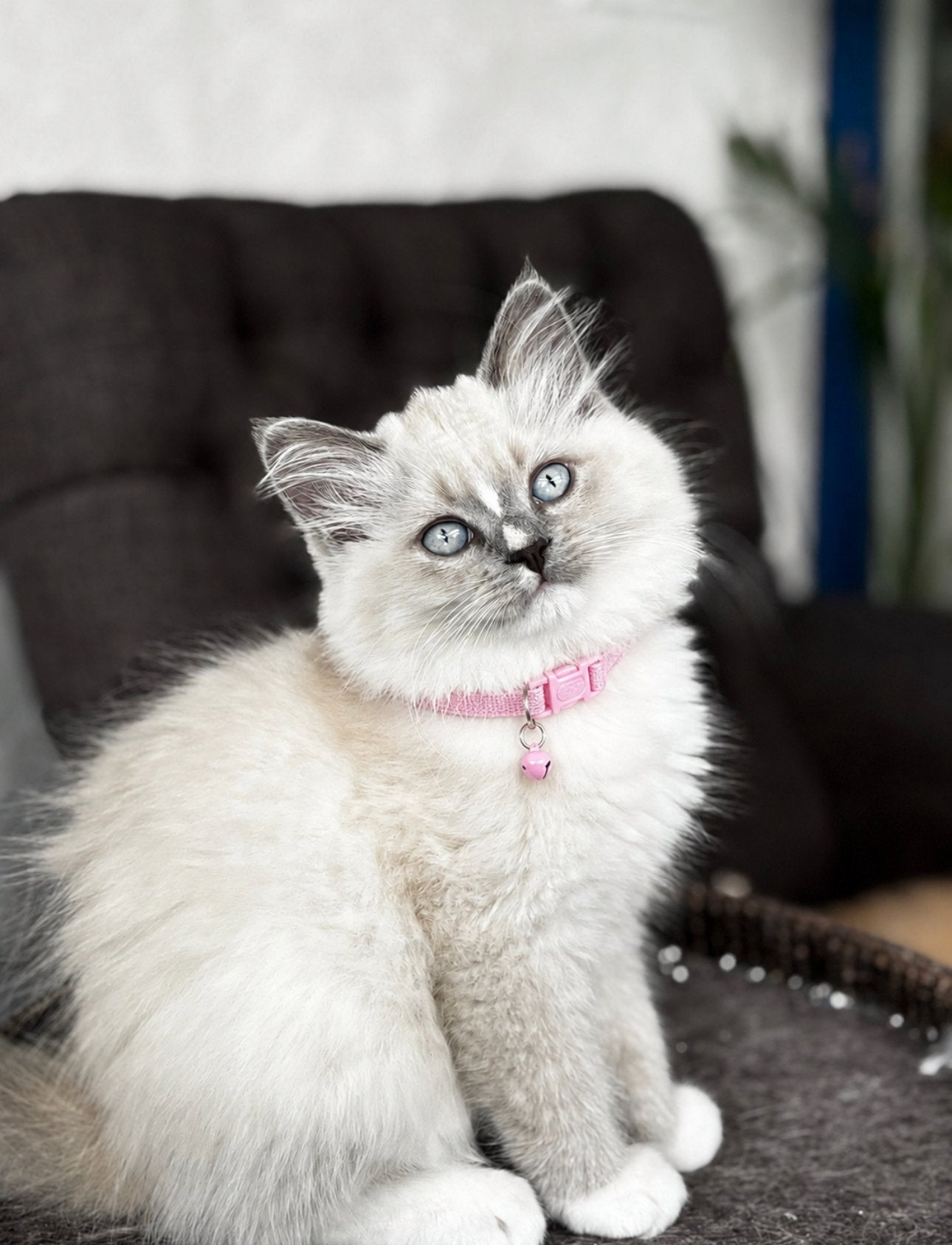 2 prachtige Ragdoll kittens💗🩵, Dieren en Toebehoren, Katten en Kittens | Raskatten | Langhaar, Poes, 0 tot 2 jaar