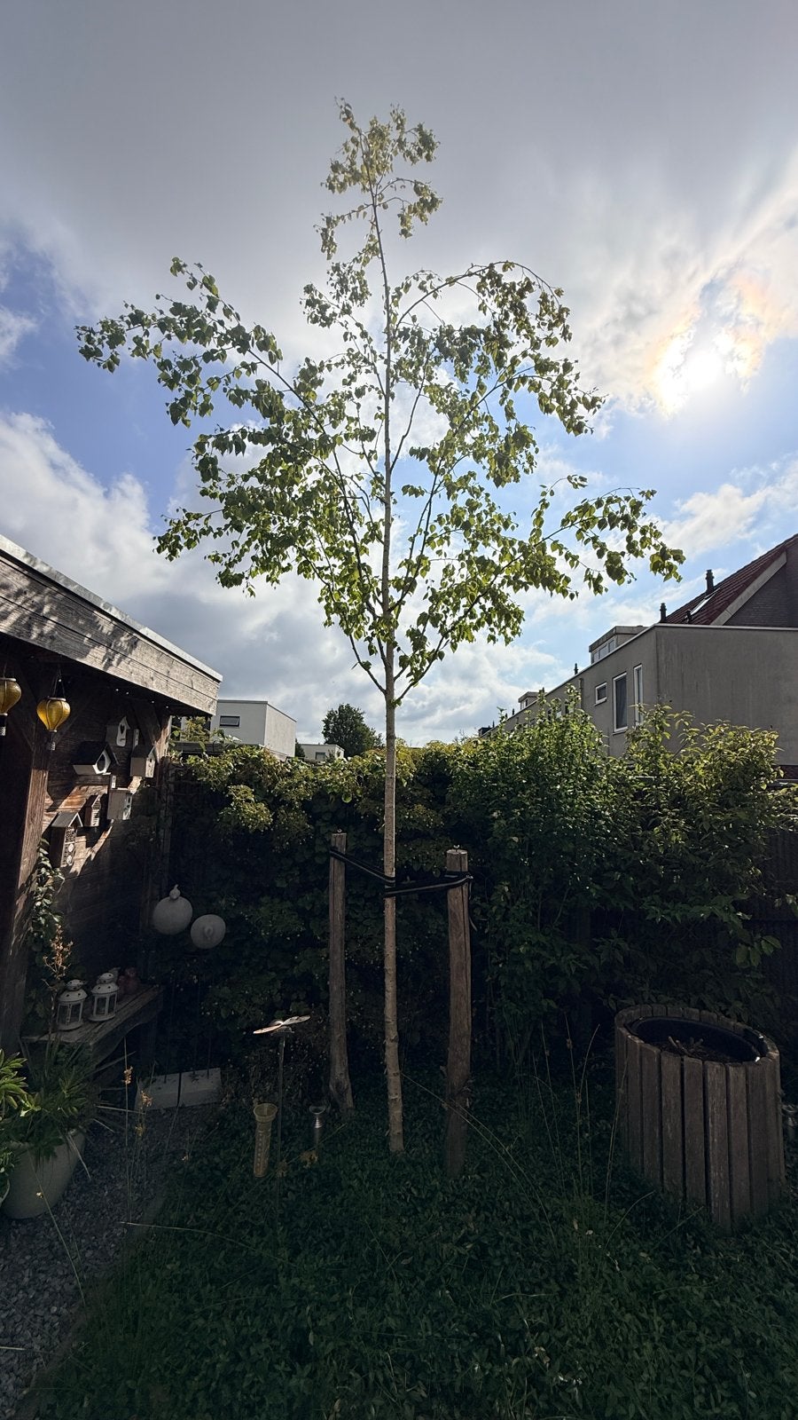 Jonge berkenboom, Bloeit niet, Overige soorten, 250 tot 400 cm, Ophalen