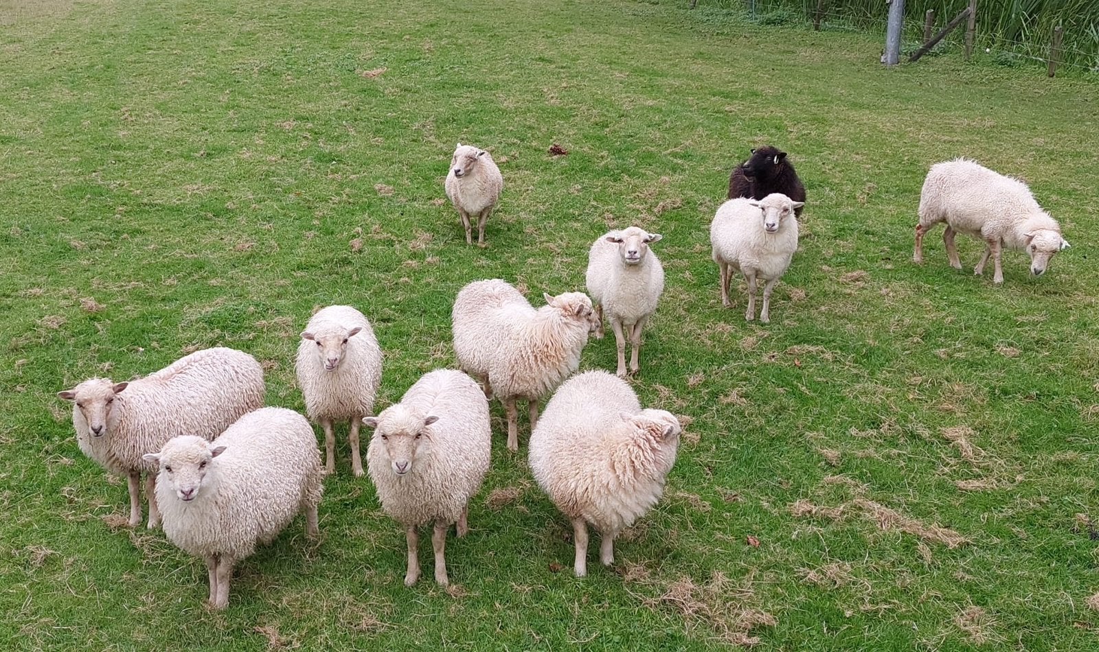 Ouessant schapen te koop, Vrouwelijk, Schaap